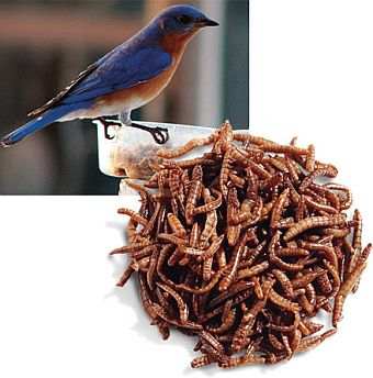 Roasted Mealworms Mealie Snax 10000 Count