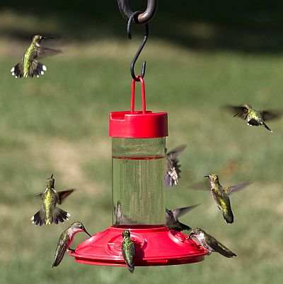 Dr. JB's 16oz Clean Hummingbird Feeder All Red
