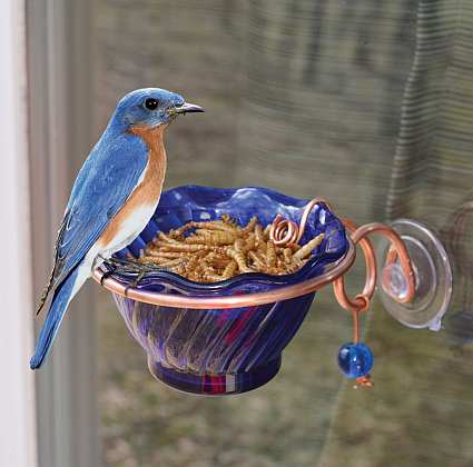 Copper Bluebird Mealworm Window Feeder