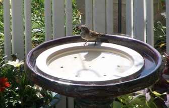 Bird Bath Raft