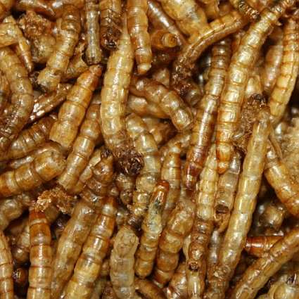 Songbird 100% Natural Dried Mealworms Six Pack
