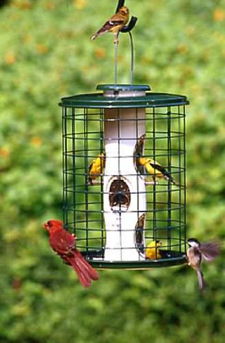 Avian Caged Sunflower/Mixed Seed Bird Feeder 3 lb