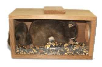 Munch N' View Squirrel Feeder