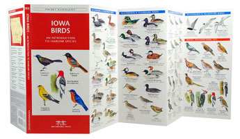 birds of iowa field guide iowa bird identification and birds of iowa field guide iowa bird identification and