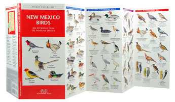 birds of new mexico field guide new mexico bird birds of new mexico field guide new mexico bird