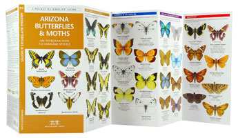 Arizona Butterflies & Moths Naturalist Guide