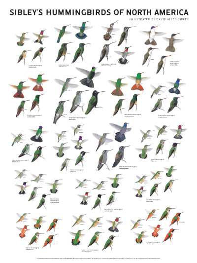 Sibley's Hummingbirds of North America Wall Poster