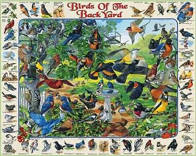 Birds of the Backyard 1000 Piece Jigsaw Puzzle