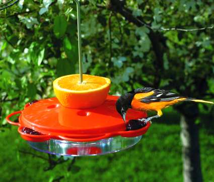 audubon classic oriole feeder nectar fruit jelly feeder audubon classic oriole feeder nectar fruit jelly feeder