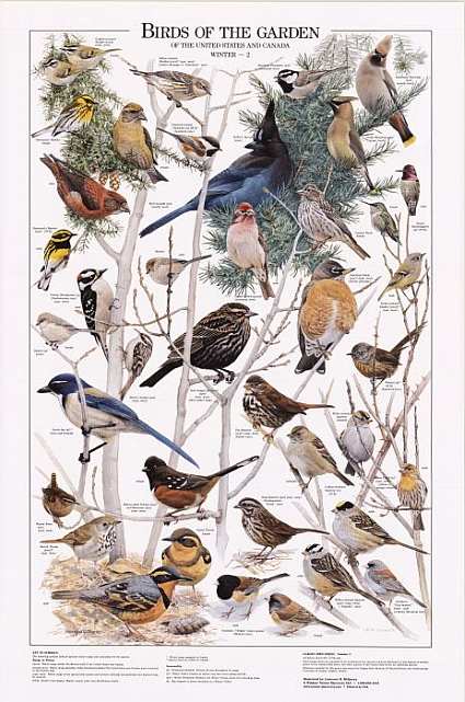 Birds of the Garden Winter II Identification Chart