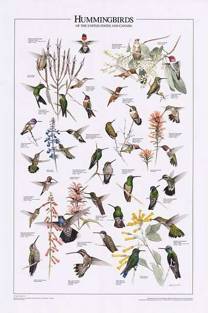 Hummingbirds of the U.S. and Canada Wall Poster
