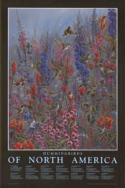 Hummingbirds of North America Identification Chart