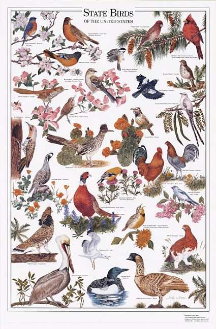 State Birds of the U.S. Identification Wall Poster
