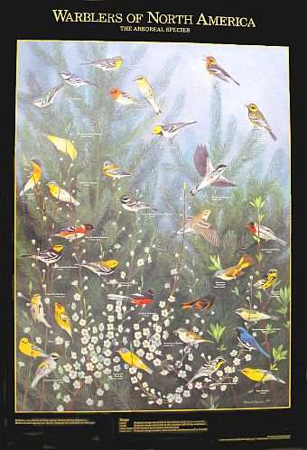 Warblers of North America Identification Poster