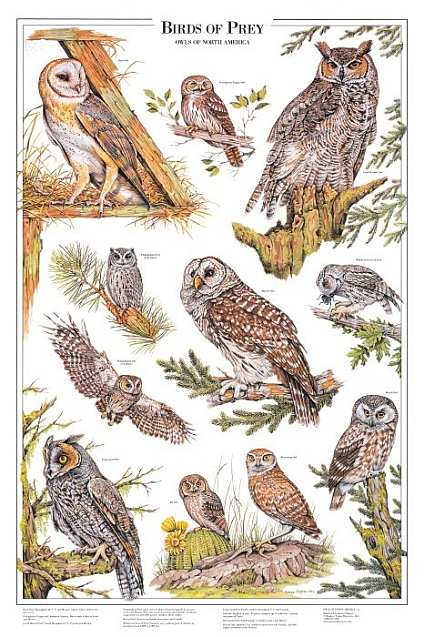 Birds of Prey Owls Identification Poster A