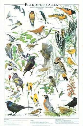 Birds of the Garden Summer Identification Chart