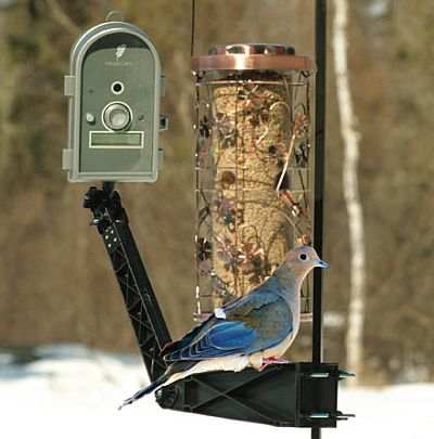 wild bird cameras wildlife cameras birdhouse cameras wild bird cameras wildlife cameras birdhouse cameras