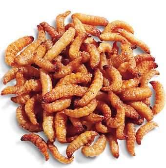 Roasted Waxworms "WaxSnax" 2600 Count