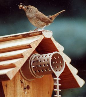 wren returning to his birdhouse with a juicy spider for the baby chicks