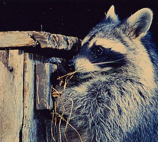 raccoon pulling out nest from birdhouse while looking for eggs