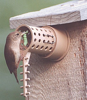 wren with grub for it's young entering predator protected birdhouse