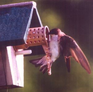 tree swallow entering bird guardian protected birdhouse