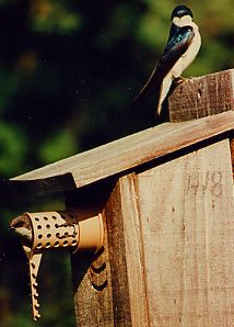 pair of tree swallows on the bird guardian protected birdhouse