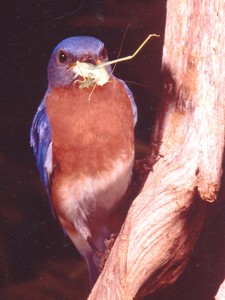 bluebird with grasshopper on his way home to his bird guardian protected birdhouse