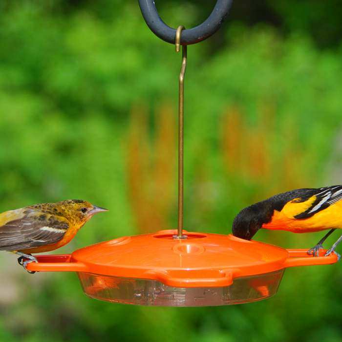 window mount oriole feeder wiring diagrams repair wiring window mount oriole feeder wiring diagrams repair wiring