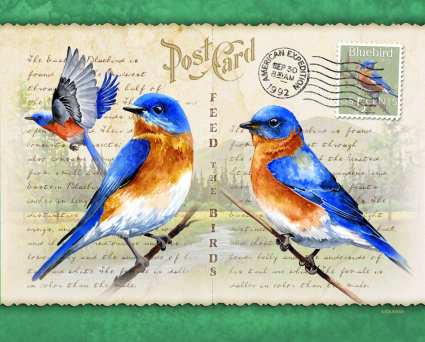 Eastern Bluebird Postcard Tall Tumbler 24 oz.