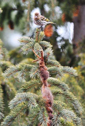 Bison Nest - Luxurious Bison Hair Nesting Material For Wild Birds