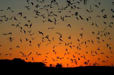 Bats at Sundown