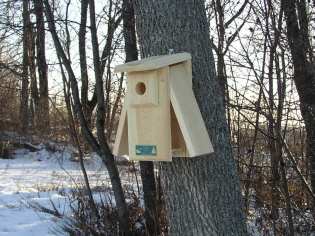 Open 2-Side Bluebird House