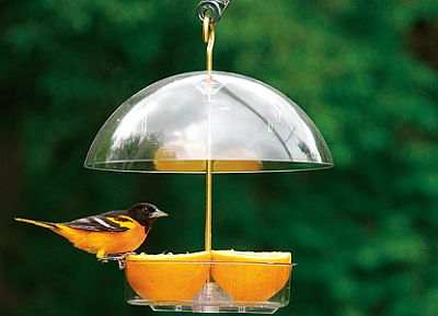 Attract Orioles with fresh fruit in the Droll Yankees Seed Saver Domed Feeder!