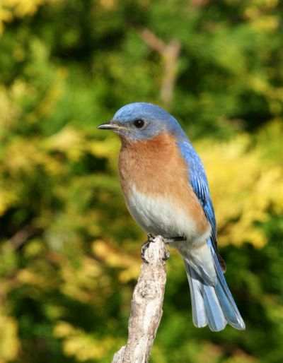 Eastern Bluebird Male