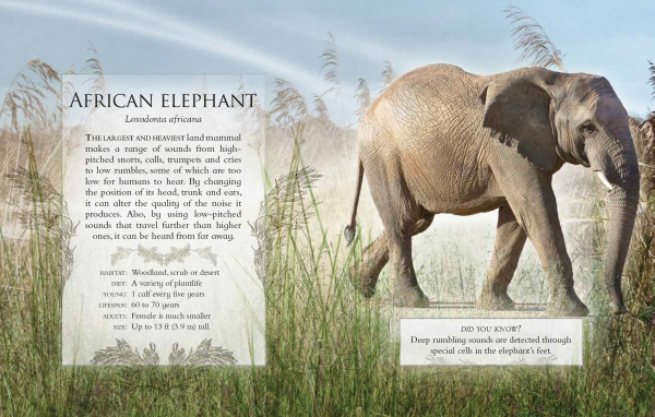 The Little Book of Safari Animal Sounds - African Elephant