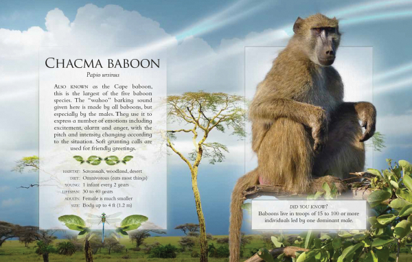 The Little Book of Safari Animal Sounds - Chacma Baboon