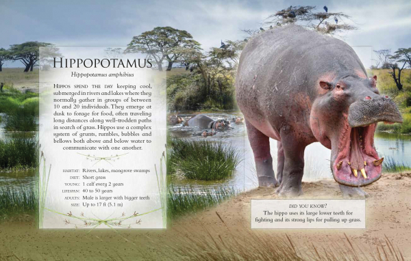 The Little Book of Safari Animal Sounds - Hippopotamus