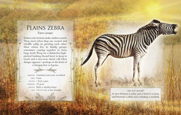 The Little Book of Safari Animal Sounds - Plains Zebra