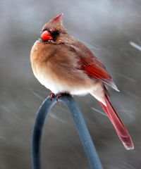 Female Cardinal in Winter