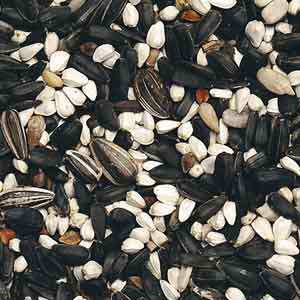 Red Cardinal Bird House Plans