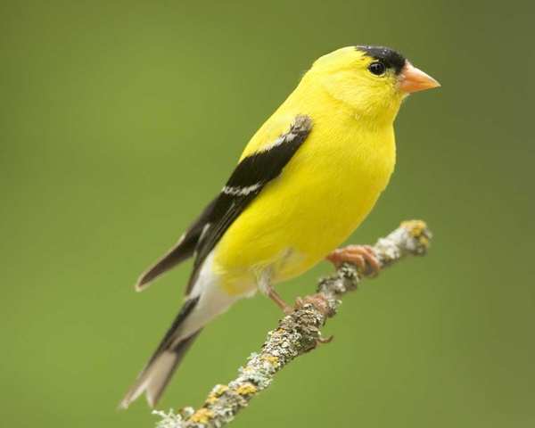 Male American Goldfinch Carduelis tristis