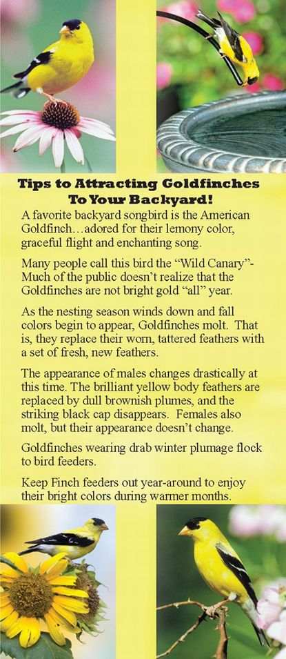 Tips to attracting Goldfinches to your yard