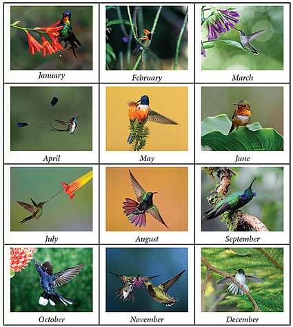 2015 The Hummingbird Society Wall Calendar