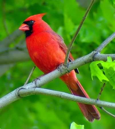 Cardinal Bird on Northern Cardinal Cardinalis Cardinalis   Northern Cardinal Bio