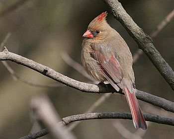 Northern Cardinal Female