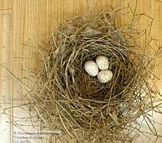 Northern Cardinal Nest