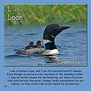 B is for Bufflehead - L is for Loon