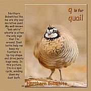 B is for Bufflehead - Q is for Quail