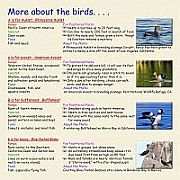 B is for Bufflehead - More About Birds